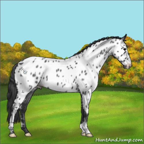 Horse Color:Blue Roan Appaloosa 