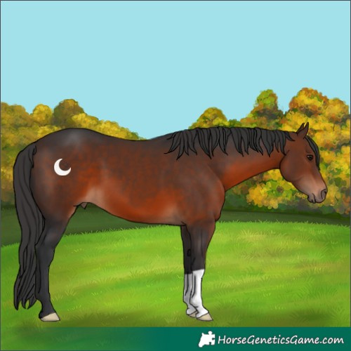 Horse Color:Brown 
