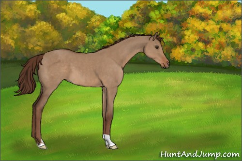 Horse Color:Liver Red Dun 