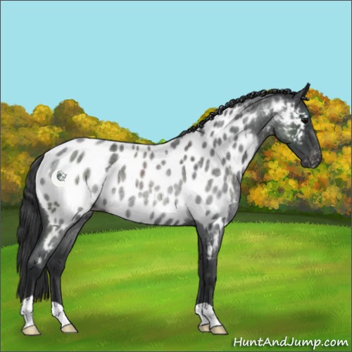 Horse Color:Blue Roan Appaloosa Rabicano 