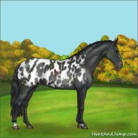 Horse Color:Black Appaloosa