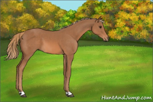 Horse Color:Chestnut 