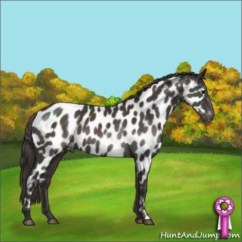 Horse Color:Smoky Black Appaloosa 