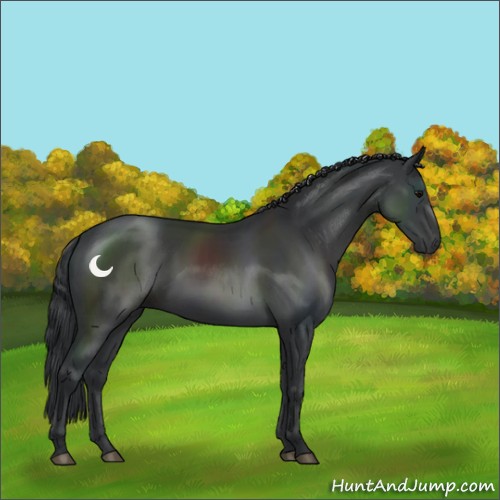 Horse Color:Black 