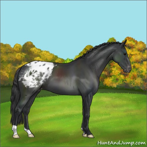 Horse Color:Black Appaloosa 