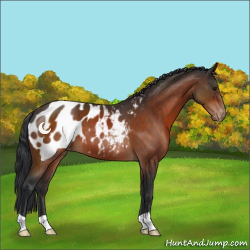 Horse Color:Brown Appaloosa 