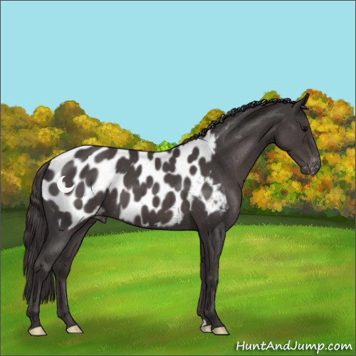 Horse Color:Smoky Blue Roan Appaloosa 