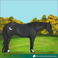 Horse Color:Black 