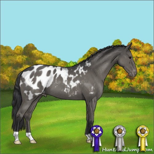 Horse Color:Blue Roan Appaloosa 
