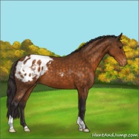 Horse Color:Buckskin Blanket 