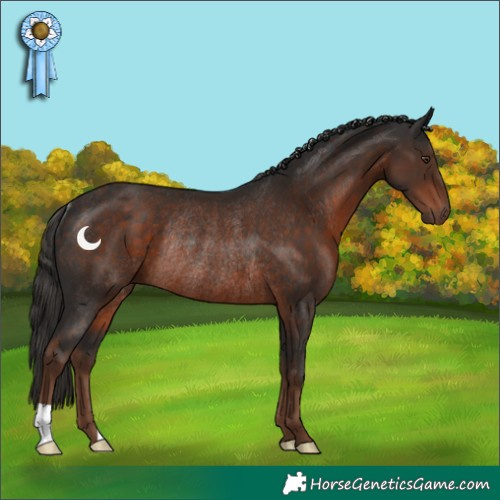 Horse Color:Liver Chestnut Rabicano 