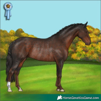 Horse Color:Liver Chestnut Rabicano 