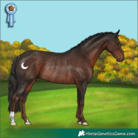 Horse Color:Liver Chestnut Rabicano 