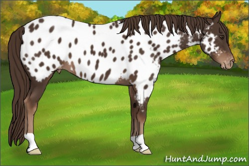 Horse Color:Liver Chestnut Appaloosa 