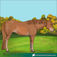 Horse Color:Chestnut 