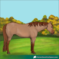 Horse Color:Red Dun 