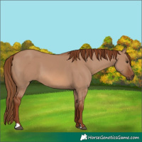 Horse Color:Red Dun 