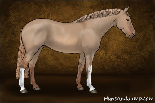 Horse Color:Red Dun 