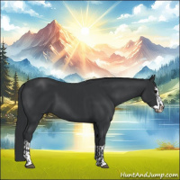 Horse Color:Black and Black Splash