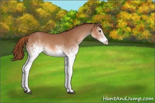 Horse Color:White Spotted Chestnut 