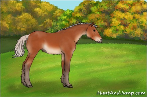 Horse Color:Silver Bay Sabino Rabicano 