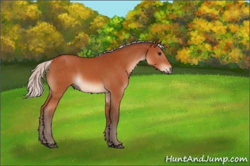 Horse Color:Silver Bay Sabino Rabicano 