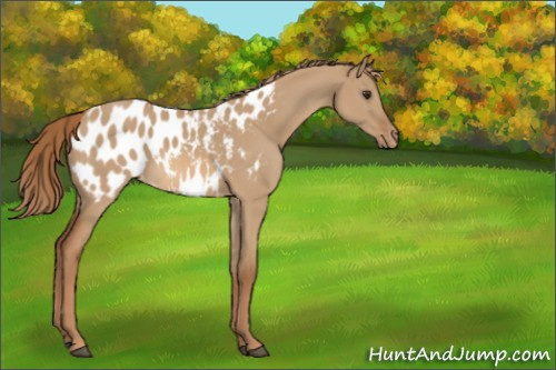 Horse Color:Red Dun Appaloosa 