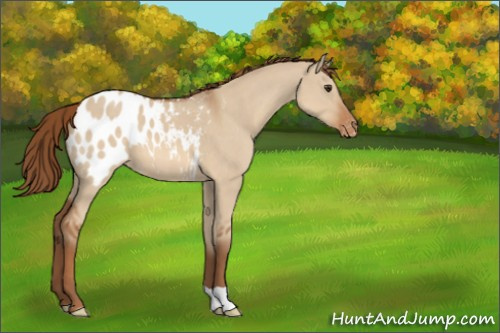 Horse Color:Red Dun Appaloosa 