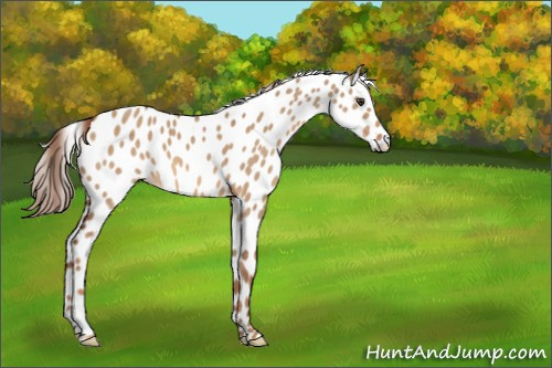 Horse Color:Red Dun Appaloosa 