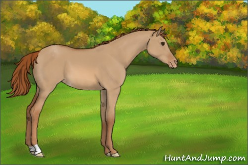 Horse Color:Red Dun Appaloosa 