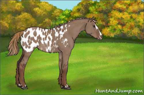 Horse Color:Liver Red Dun Sabino Appaloosa 