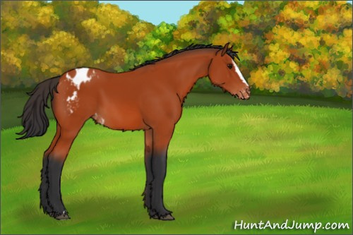 Horse Color:Bay Sabino Appaloosa 