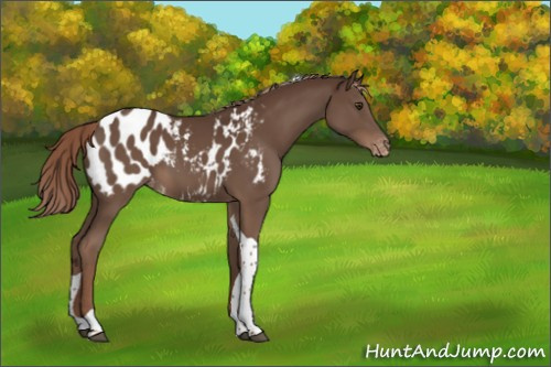 Horse Color:Liver Chestnut Tobiano Appaloosa 
