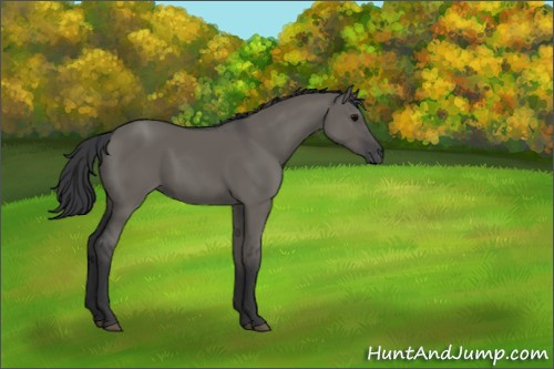 Horse Color:Grullo 