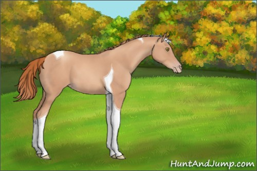 Horse Color:Gold Champagne Tobiano 
