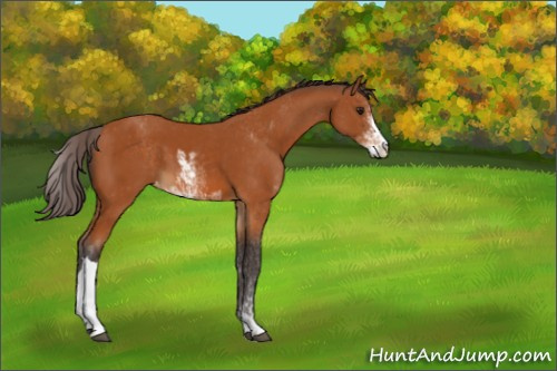 Horse Color:Buckskin Sabino Appaloosa 