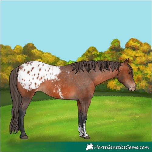 Horse Color:Bay Sabino Appaloosa 