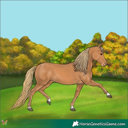 Horse Color:Chestnut 