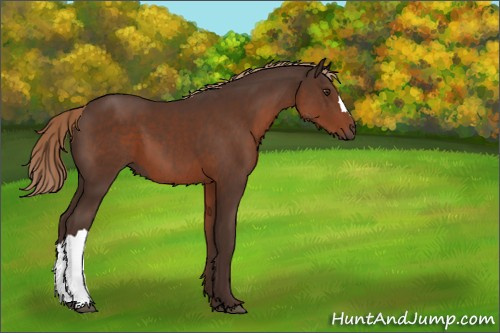 Horse Color:Liver Chestnut 