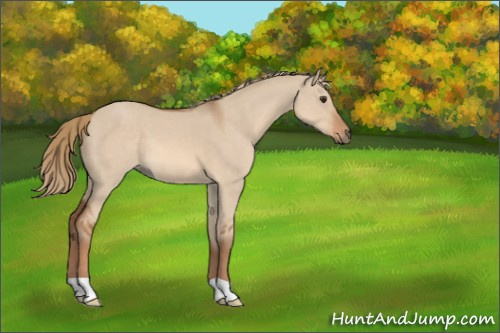 Horse Color:Red Dun 