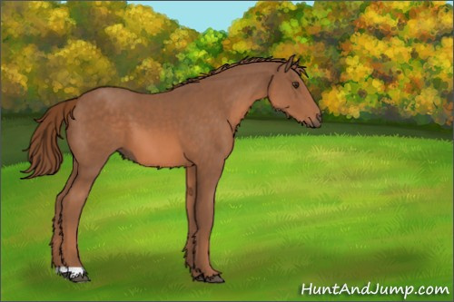 Horse Color:Chestnut 
