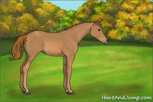Horse Color:Chestnut 