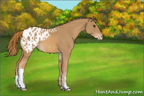 Horse Color:Chestnut Appaloosa 