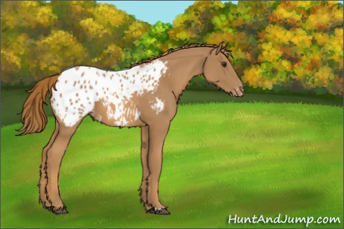 Horse Color:Chestnut Appaloosa 