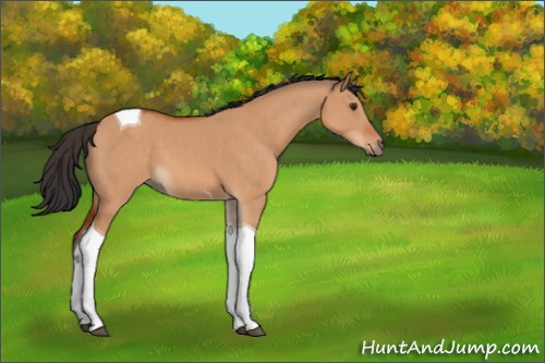 Horse Color:Bay Dun Tobiano 