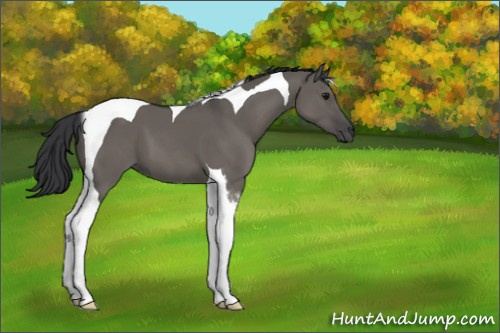 Horse Color:Grullo Tobiano 