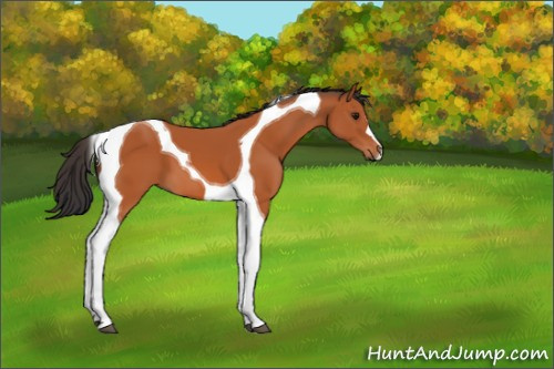 Horse Color:Bay Tobiano 