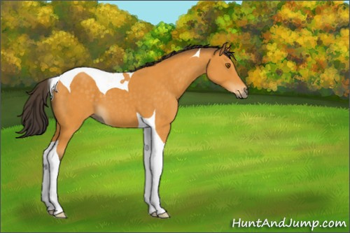 Horse Color:Buckskin Tobiano 