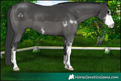 Horse Color:Black Sabino 