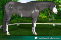 Horse Color:Black Sabino 